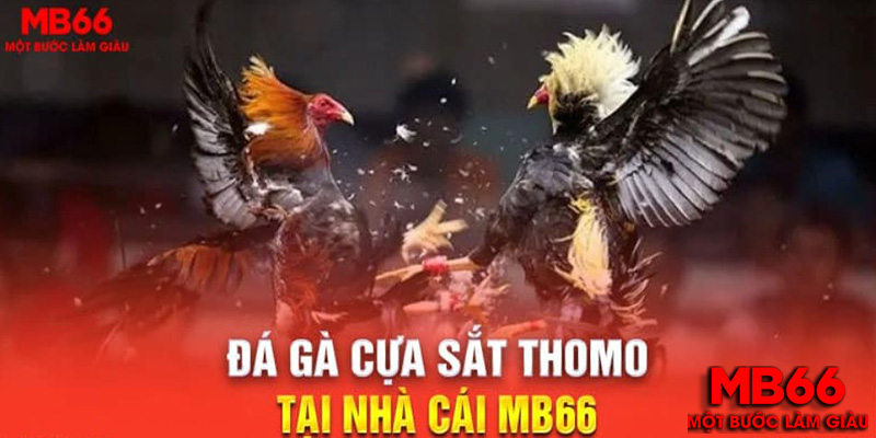 Đá Gà MB66 - Đá Gà Thomo Trực Tiếp Hấp Dẫn