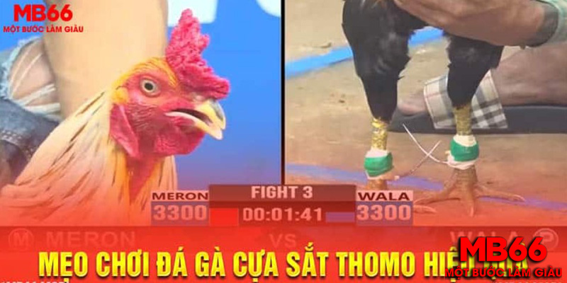 Sự Khác Biệt giữa Đá Gà MB66 và Đá Gà Thomo Trực Tiếp